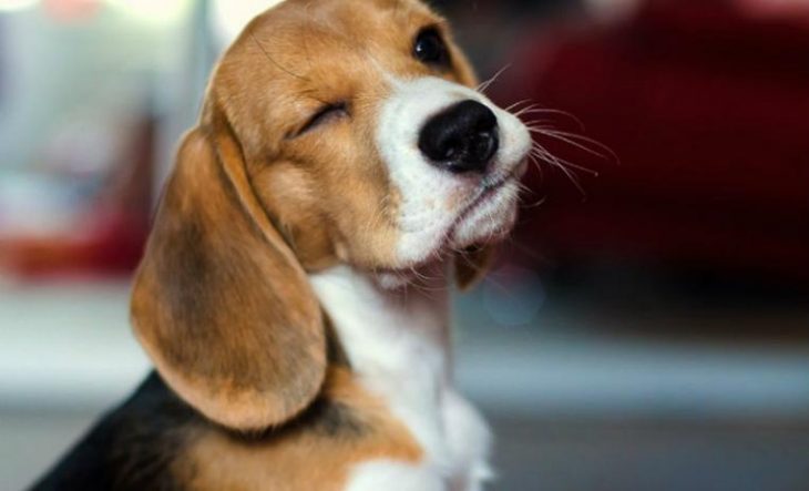 Perro beagle cerrando un ojo 