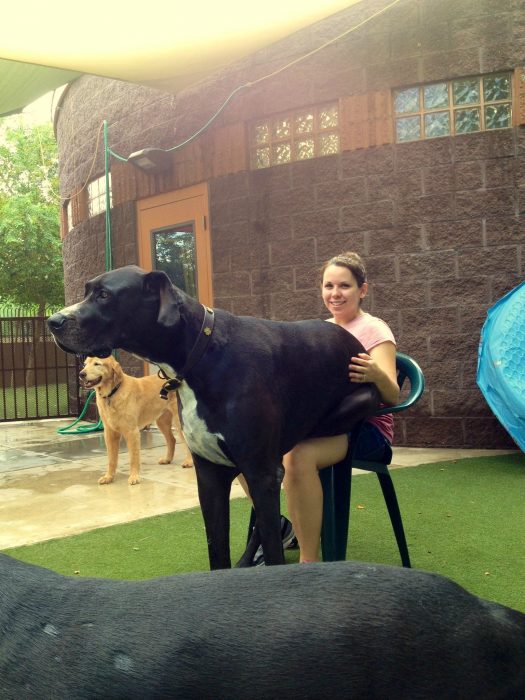 Perro sentado encima de su dueña