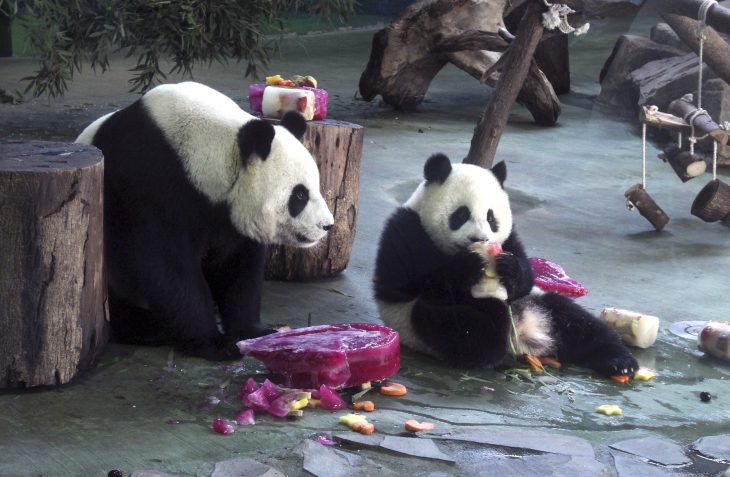 Panda comiendo fruta junto a otro en el zoológico 