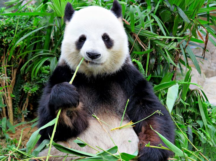 Panda comiendo un trozo de bambu mientras está sentado entre la hierva en un zoológico 