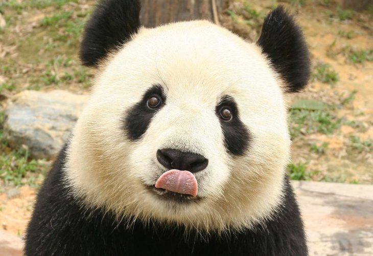 Panda sacando la lengua 