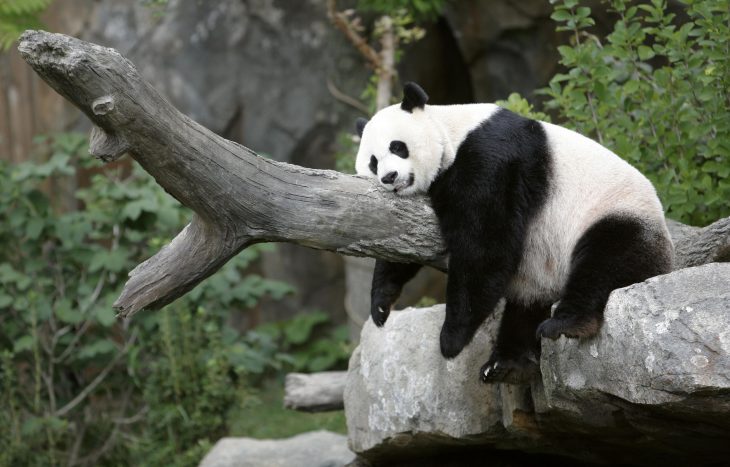 Panda gigante dormido sobre un tronco que se encuentra en un zoológico 