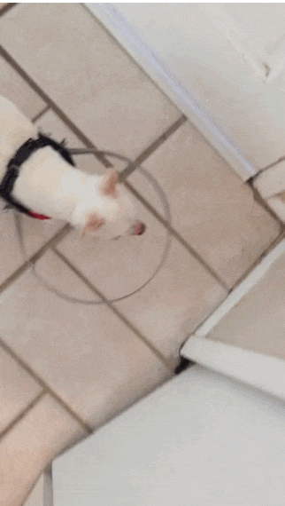 GIF perro que va caminando con un aparato sobre su cabeza para no estamparse 