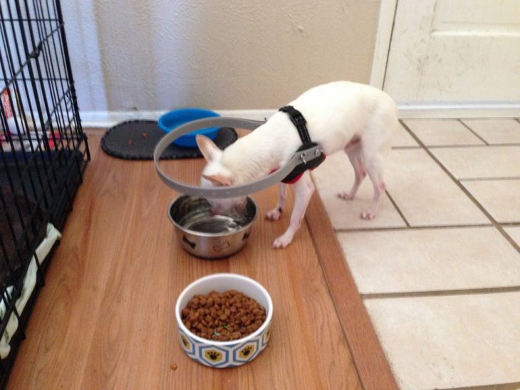 Perro con un aparato en la cabeza que le permite no chocar con las cosas mientras come o bebe 