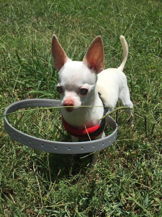 Perro con un collar de plástico al rededor de su pecho jugando en el pasto 