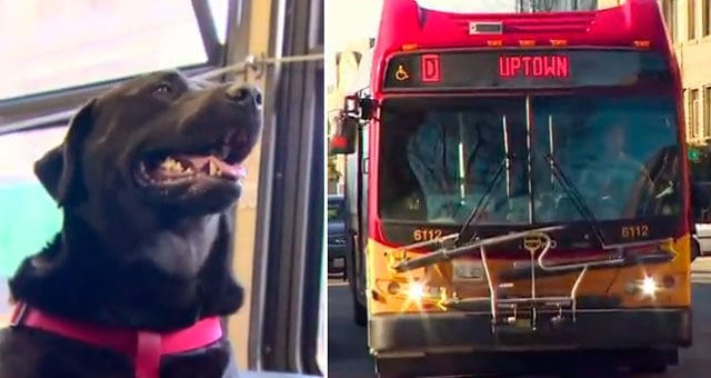 perro en un autobús 