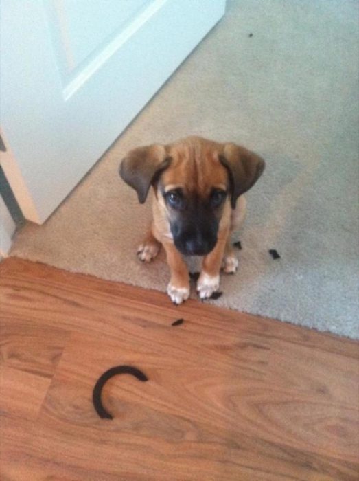 Cachorro con cara de arrepentimiento 