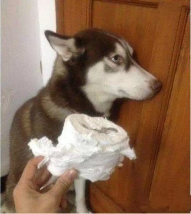 Perro que rompió un papel de baño 