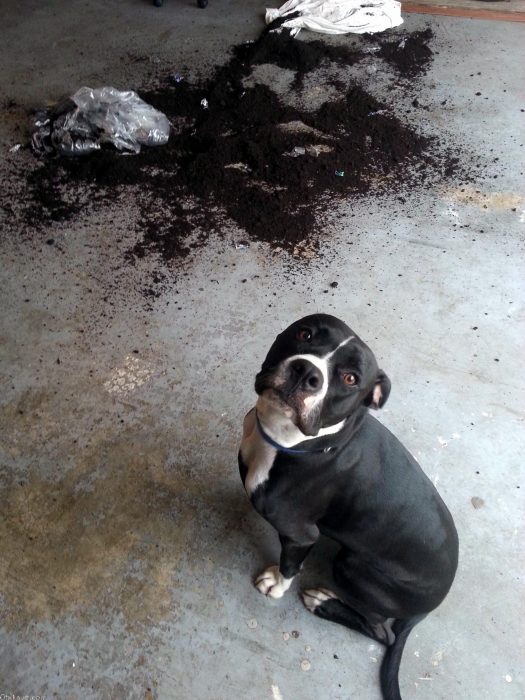 Perro que rompió una bolsa con tierra 