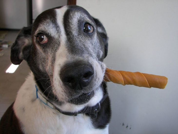 Perro con una carnaza en el hocico 