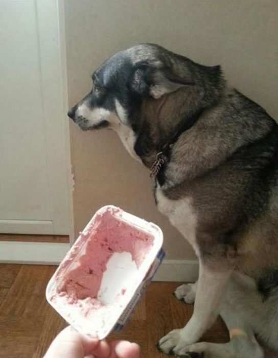 Perro que se comió el helado 