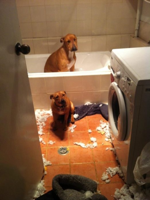 Perros regañados en el baño 