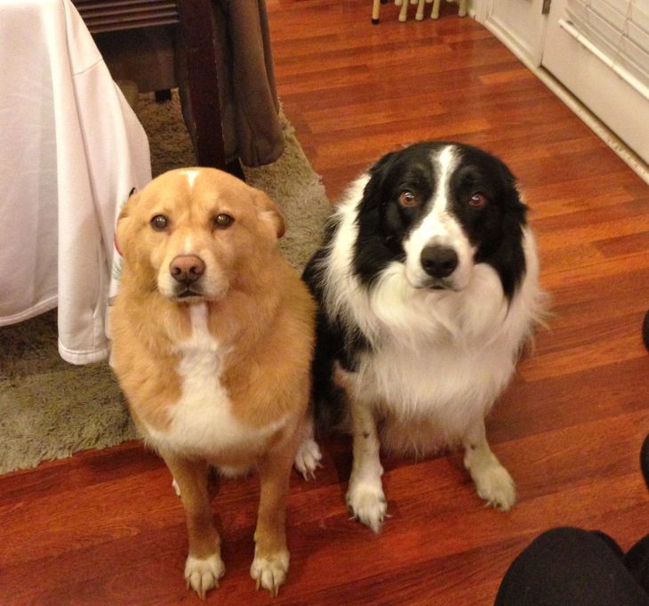 Perros con cara de arrepentimiento 