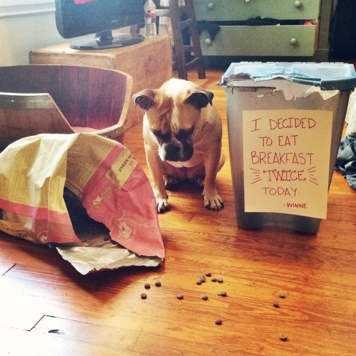 Perro que se comió las croquetas 