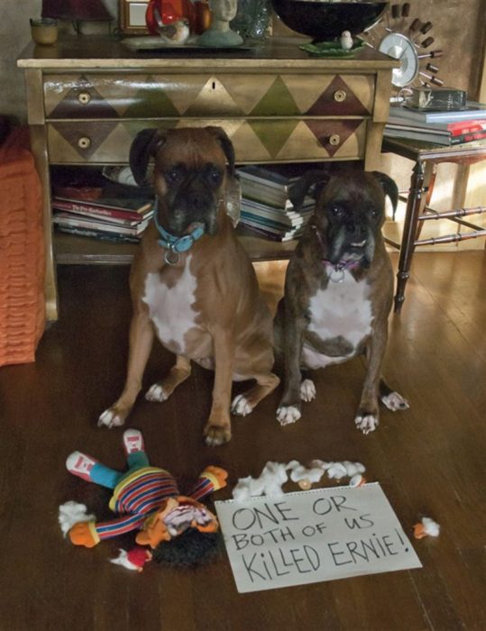 Perros que rompieron el peluche 