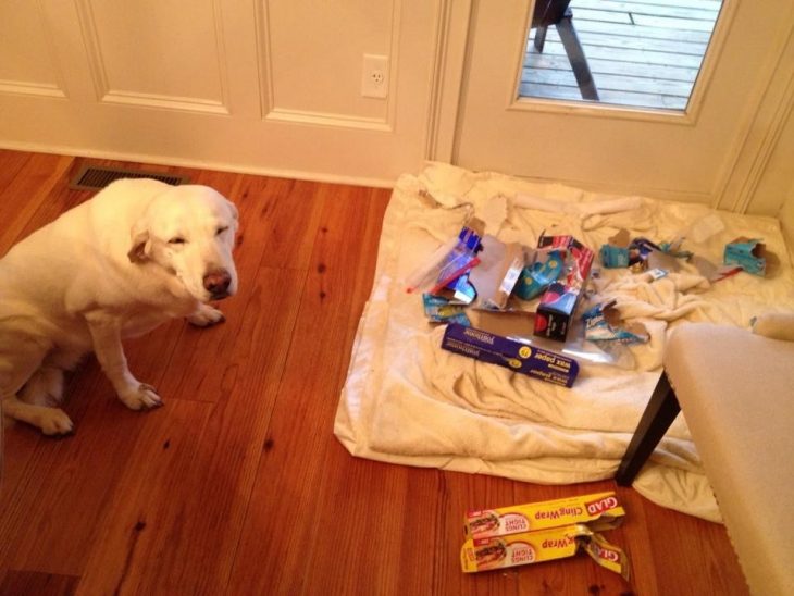 Perro que rompió las cajas 