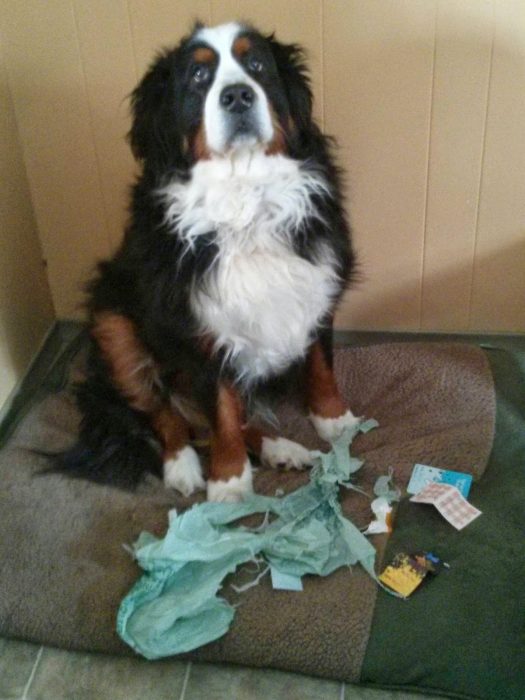 Perro que rompió una bolsa de basura