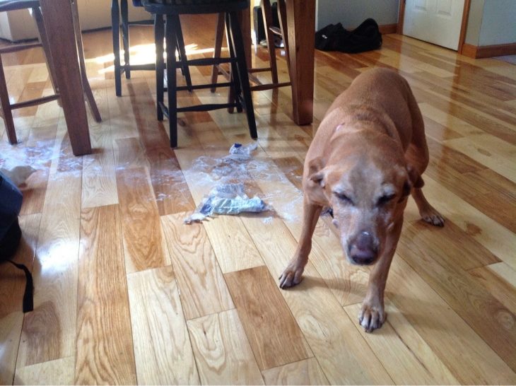 Perro que rompió la bolsa de jabón 