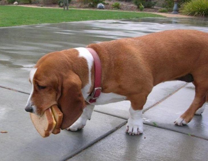 Perro con un sandwich en el hocico 