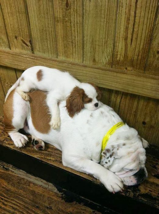 perrito dormido sobre otro más grande 