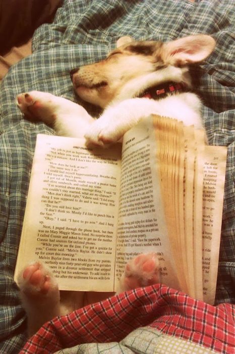 perrito acostado con un libro entre sus patas 
