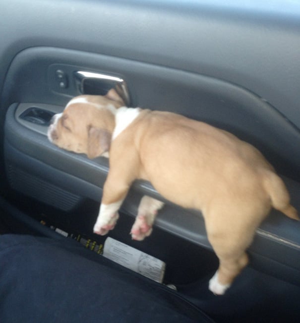 perrito dormido sobre el reposa brazos de un coche 