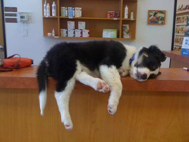 perrito dormido sobre la recepción de un veterinario