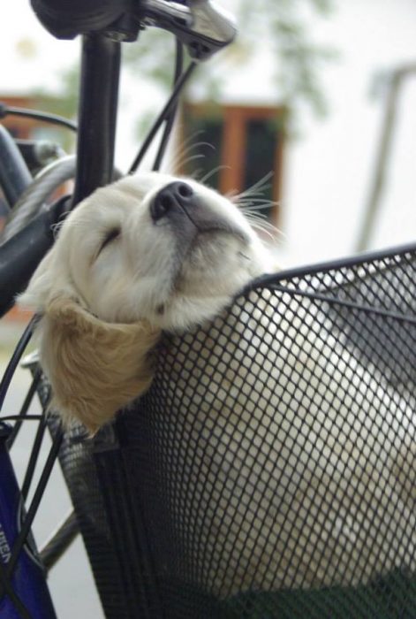 perrito dormido en la canastilla de una bicicleta 