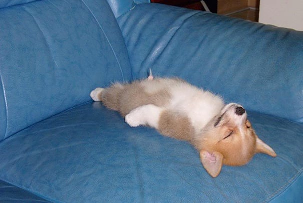 perrito dormido boca arriba en un sofá