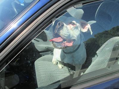 perro dentro de un coche con los vidrios adentro sacando la lengua deshidratado 