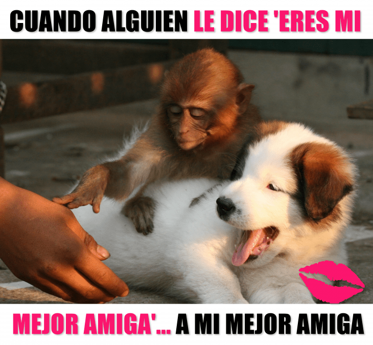 Meme de cuando alguien le dice eres mi mejor amiga a mi mejor amiga