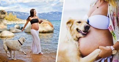 20 Adorables fotos de PERROS que esperan con ansias la llegada de un BEBÉ