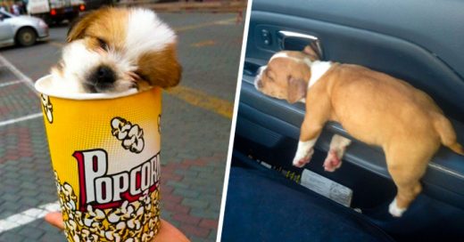 20 Adorables CACHORROS que demuestran que ellos pueden dormir donde sea