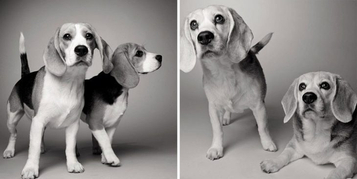 Retrato de perritas cuando eran cachorras y después en su vida adulta 