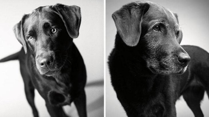 Retrato de un perro durante su vida de cachorro y después en su vida adulta 