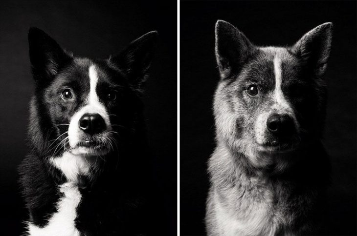 Perrito cuando era cachorro y después en su vida adulta 