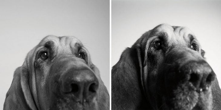 retratos de perros cuando eran más pequeños y después cuando eran adultos 