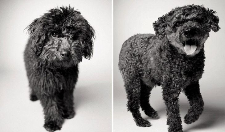 Perrito de color negro cuando era un cachorro travieso y después durante su vida adulta 