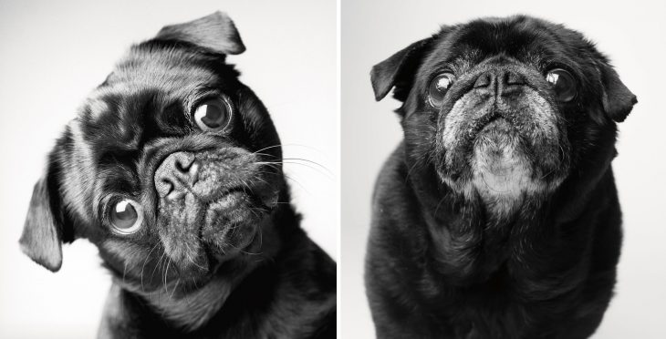 Perro pug cuando tenia algunos meses de edad y después cuando ya está viejo 