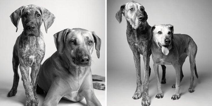 retrato de perritos en su juventud y después en su vida adulta 