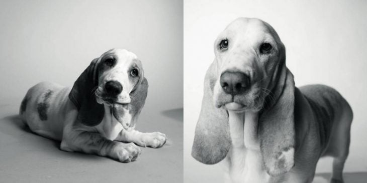 Perro de orejas grandes cuando era cachorro y después cuando era un viejo 