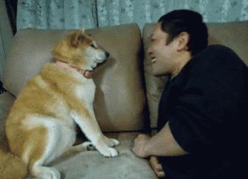 Resultado de imagen para animales con dueños gifs