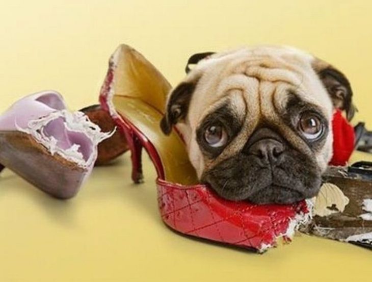 perro pug zapatos mordidos