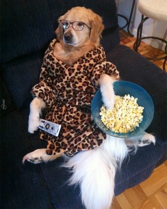 perro vestido sentado en sillón comiendo paomitas