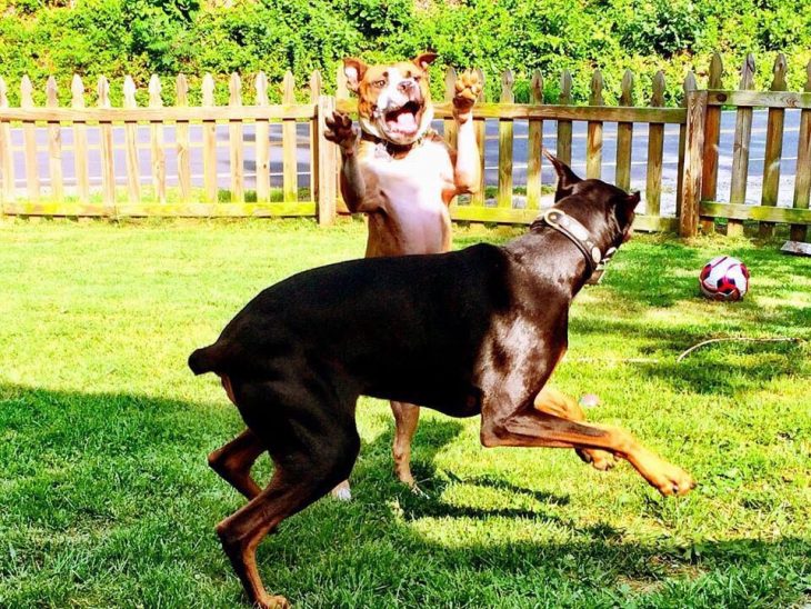 Theodore pit bull y doberman Duncan