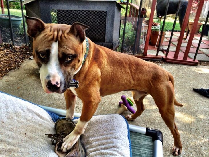 Theodore pit bull con zapato