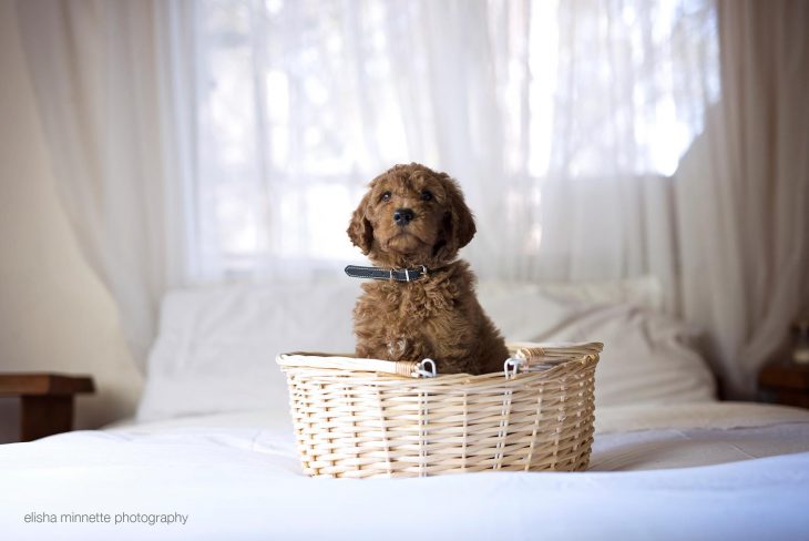 Cachoro sentado en una canasta mientras está sobre la cama 