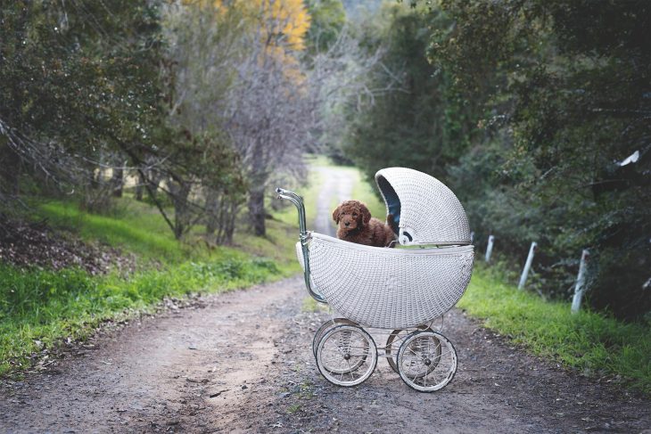 Cachorro adentro de una carriola para bebé