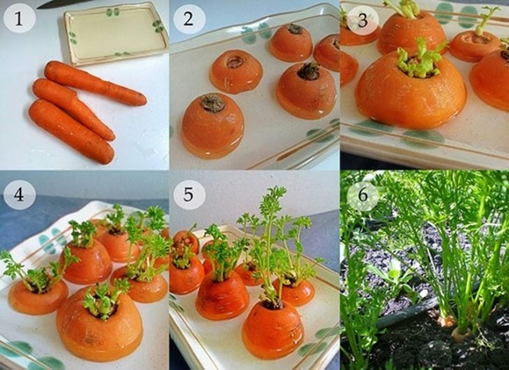 Zanahorias cortadas y puestas en un recipiente con agua para despues colocarlas en un maceta 