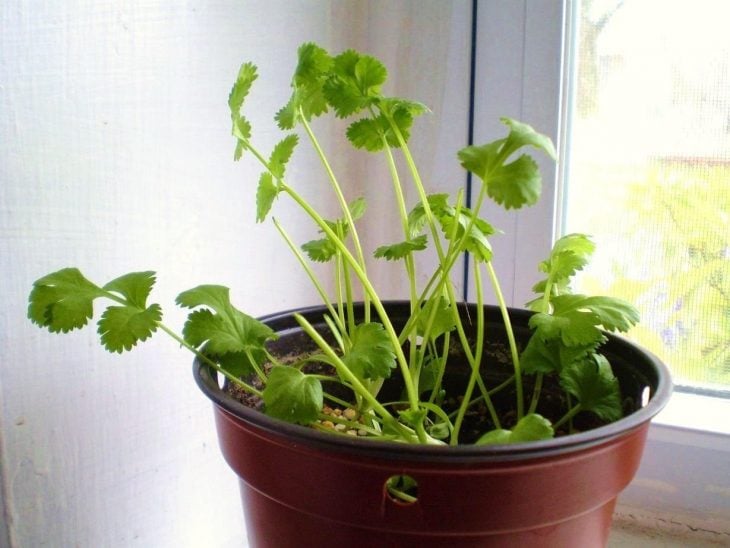 Maceta con cilantro cultivado en casa 